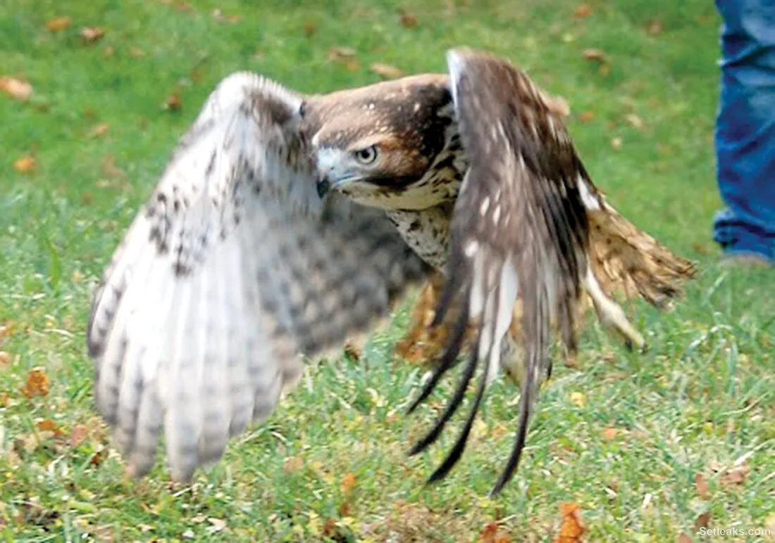Rescued Hawk Released | News, Sports, Jobs - The Intermountain
